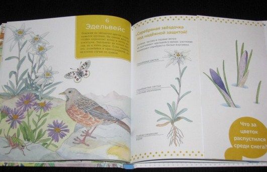 К.Пеллиссье, В.Аладжиди - Книга для детей  "Живая природа. В горах"